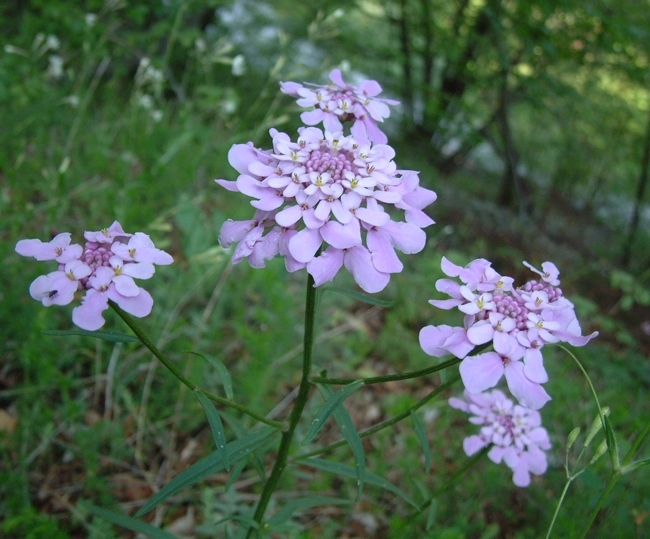Iberis umbellata / Iberide rossa